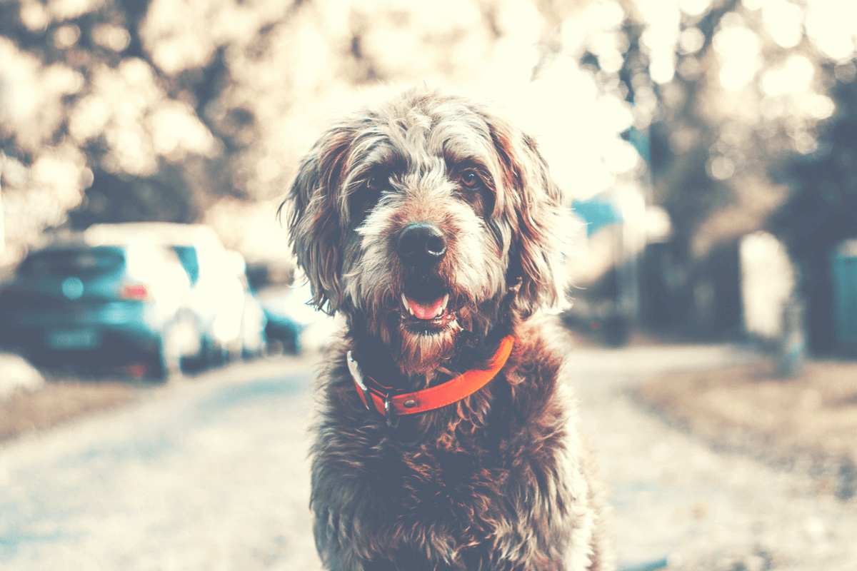 Clean your leather dog collar