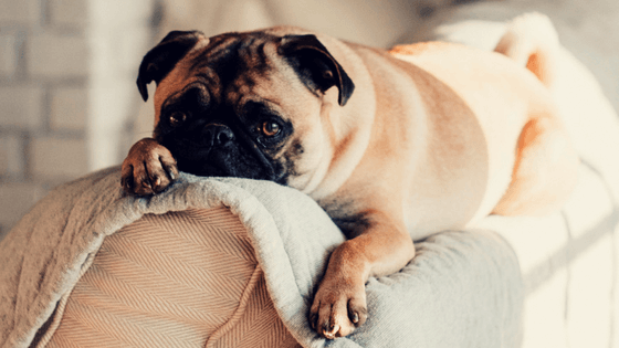 How to remove pet wee smell from carpet