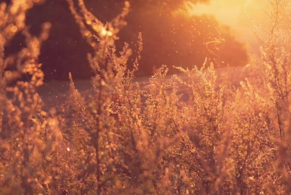 natural remedies for allergy relief